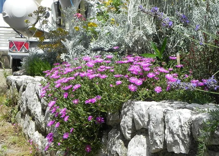 Katalenic Daire Selce